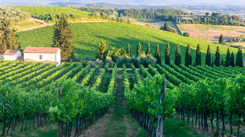 Croatian wineyard